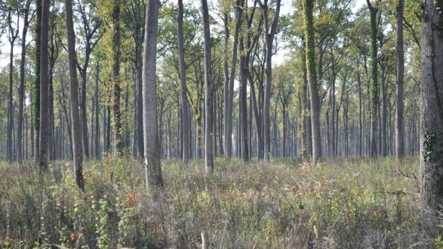 Rječnik šumarskih pojmova, znate li što je etat glavnog prihoda?