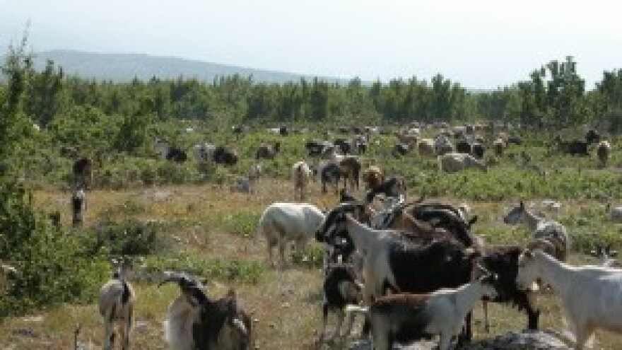 Izdašnija ispaša na Kamešnici