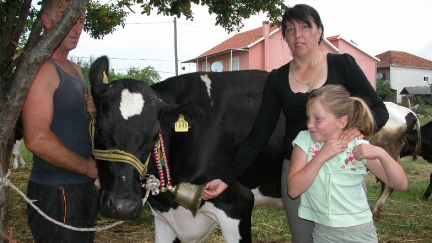 Priča o kravi Garovi - šampionki iz OPG Džimbeg