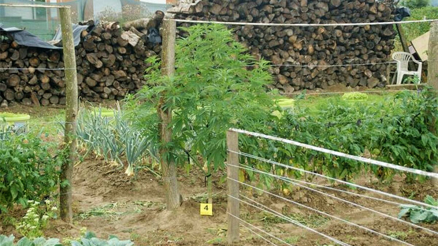 Uz luk i kupus uzgajali marihuanu - među uhapšenima i policajac