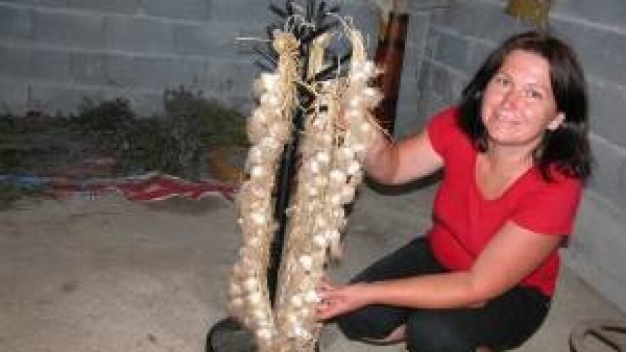 Eko proizvodnja češnjaka