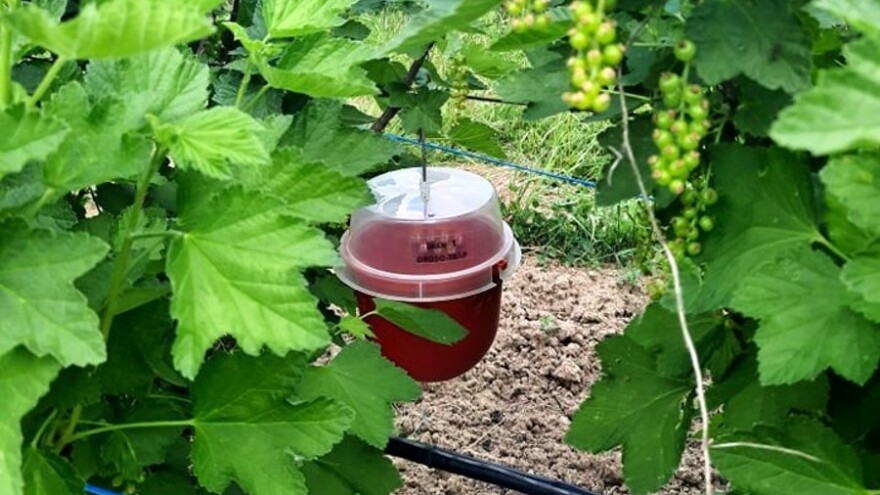 Sami napravite klopke za octenu mušicu ploda - štetnik stigao iz Japana