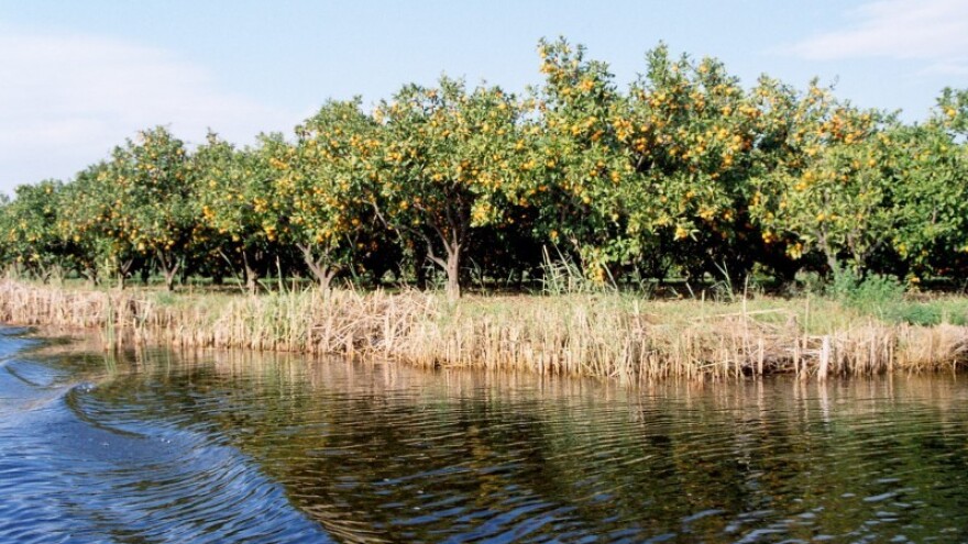Neizvjesna sudbina neretvanske mandarine