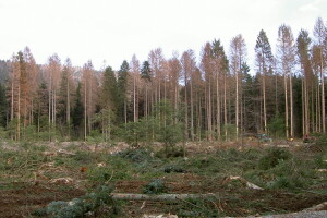 Suzbijanje osmerozubog smrekovog potkornjaka u Gorskom kotaru