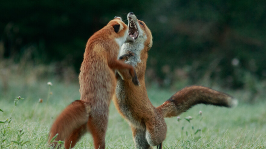 Romeo Mance, strastveni fotolovac iz Gorskog kotara - njegove fotografije se ne preskaču!