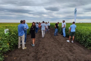 Ne-GMO soja: Nove sorte visokog prinosa i otpornosti na srpskim njivama