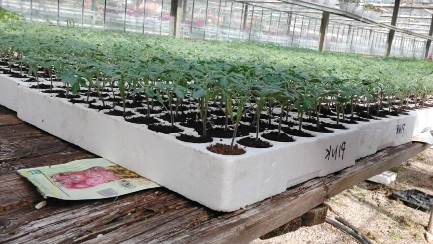 10 najvažnijih koraka do zdravog i jakog rasada