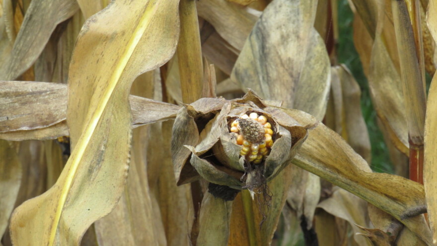 Mikotoksine je nemoguće izbjeći, ali je moguće smanjiti njihov uticaj