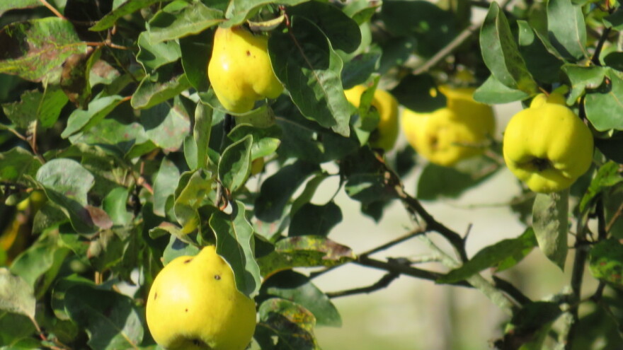 Ove sedmice natprosječno toplo: Hoće li biti mraza?