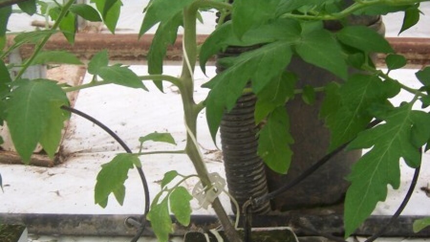 Hidroponika - najsuvremeniji način uzgoja biljaka