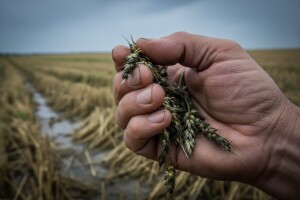 10.000 tona loše pšenice