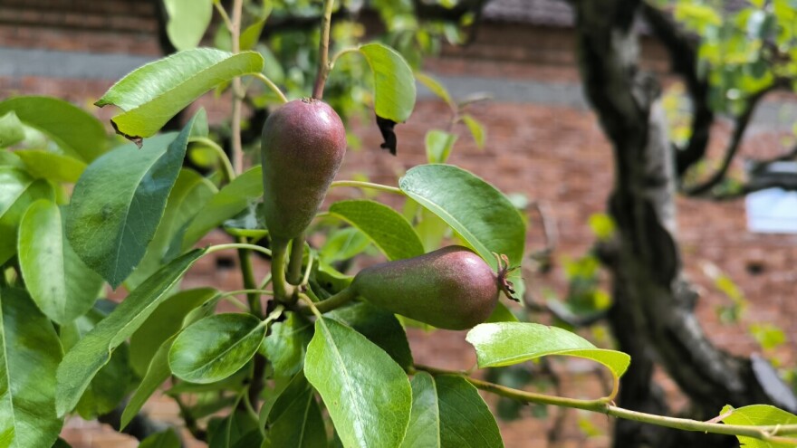 Evo zašto može da dođe do prevremenog majskog opadanja plodova voćaka