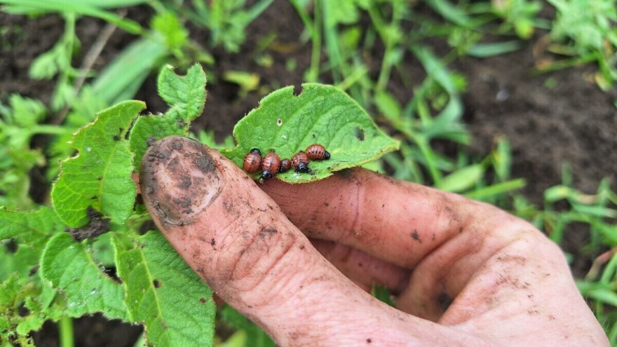 Koje mjere su ključne u borbi protiv krumpirove zlatice?