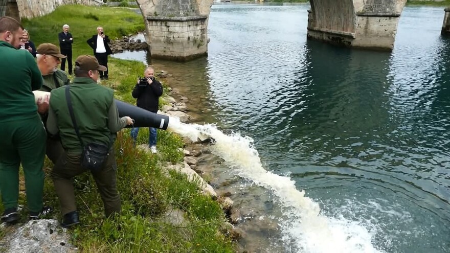 Tone ribe ubačene u Drinu kod višegradske ćuprije: Mladica ostaje kraljica