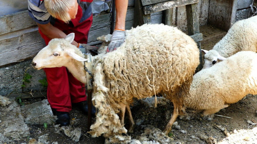 Miodrag je majstor svog zanata: "Dok god budem mogao šišaću ovce"