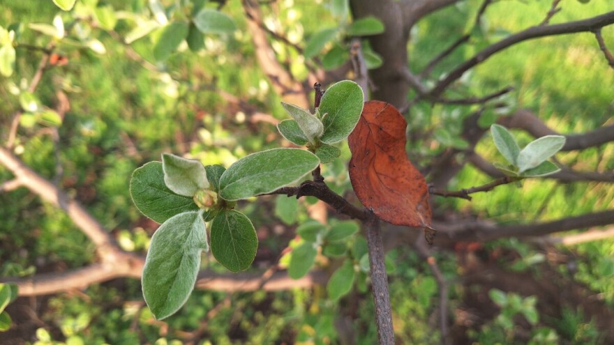 Spašavate dunju od bakteriozne plamenjače? Obavezno uklonite sve obolele delove