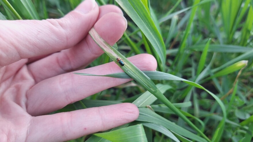 Kada je pravo vrijeme za suzbijanje žitne pijavice?