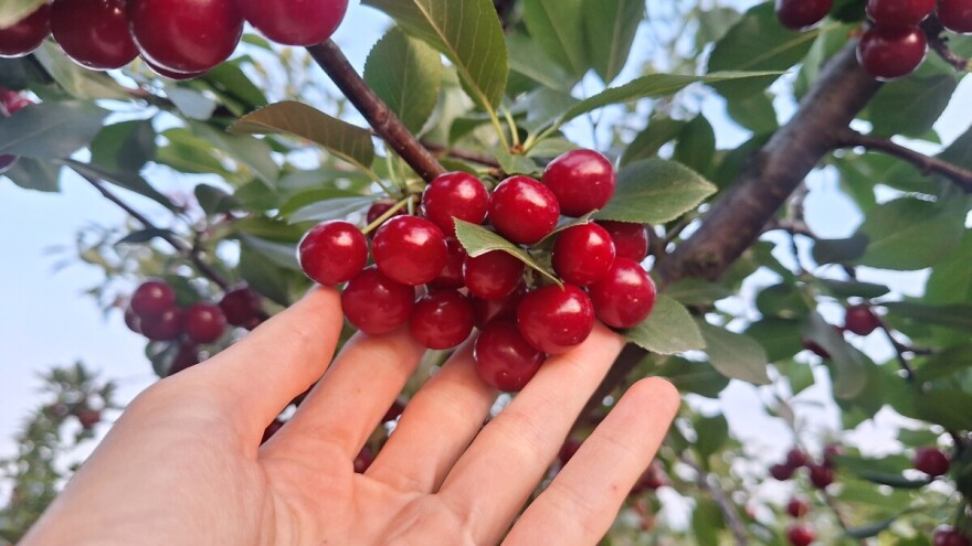 Berba višnje u okolini Knjaževca počinje uskoro. Da li i čime sada tretirati zasade?