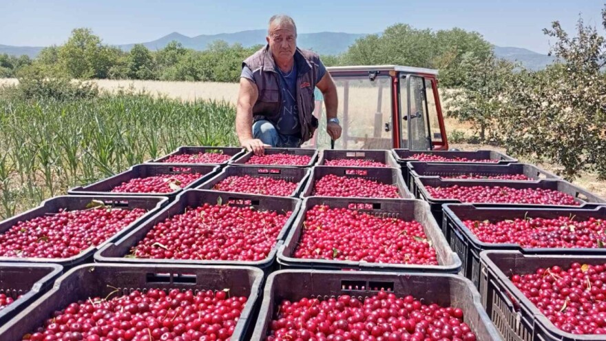 Berba višanja: Prinos znatno smanjen, otkupna cena nikad viša