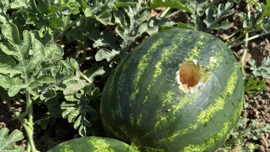 Ogromna šteta: Vrane "obrale" dva hektara lubenice u Deronjama