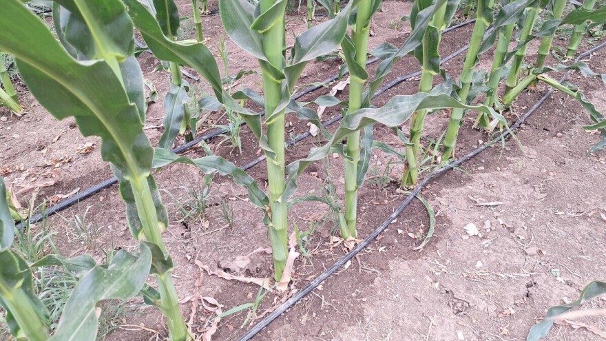 Količina vode direktno utiče na krupnoću i kvalitet zrna kukuruza: Navodnjavati ili ne?