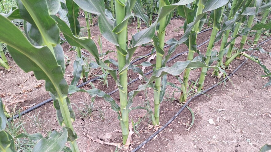 Količina vode direktno utiče na krupnoću i kvalitet zrna kukuruza. Navodnjavati ili ne?