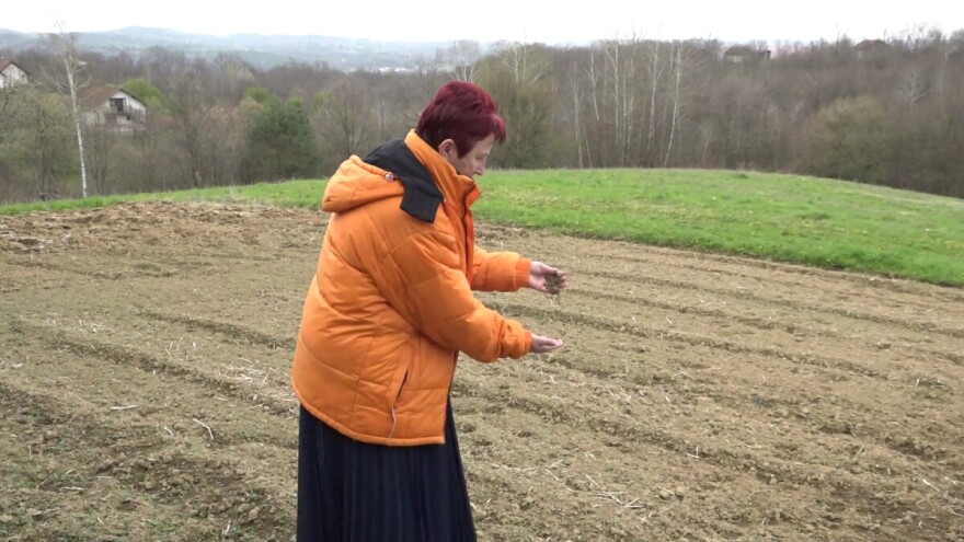 Jadranka Subotić uzgaja četiri vrste batata - Ko jednom proba "Peruanca", neće mu odoljeti