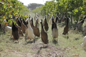 Braniteljice vinograda: Zbog dugog vrata patke trkačice hvataju štetnike i među lišćem