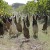 Branioci vinograda: Zbog dugog vrata indijske patke trkačice hvataju štetočine i među lišćem