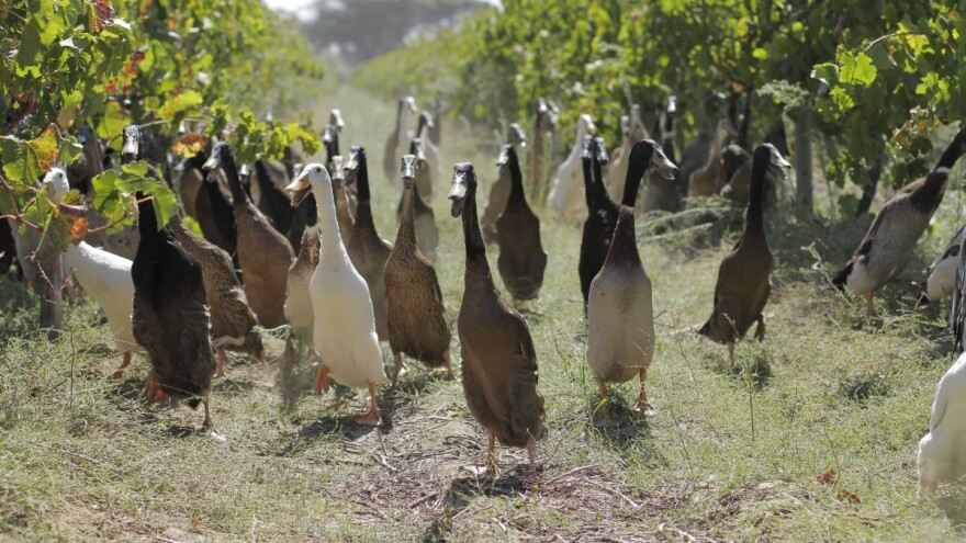 Branioci vinograda: Zbog dugog vrata indijske patke trkačice hvataju štetočine i među lišćem