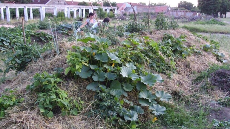 Šta su "Hugelkultur" bankovi i kako ih napraviti?