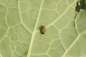 Mala i velika repičina pipa naseljava ovogodišnje useve