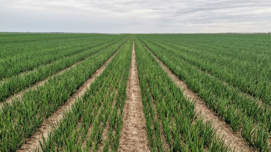 Luk pogođen tripsom i plamenjačom