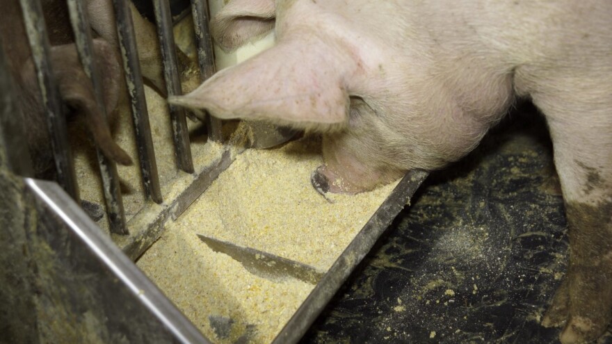 Sojini izoflavoni štite svinje od virusnih infekcija?