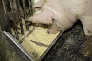 Izoflavoni iz soje štite svinje od virusnih infekcija?