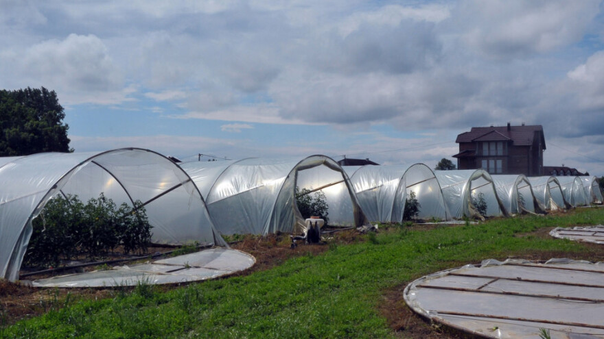 Mlada porodica solidno živi od uzgoja povrća - berba mladog krastavca im je pri kraju