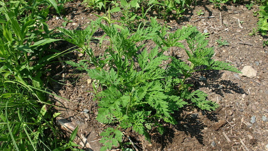 U Hrvatskoj zabilježeno više od 900 stranih vrsta od čega 650 biljnih i 250 životinjskih