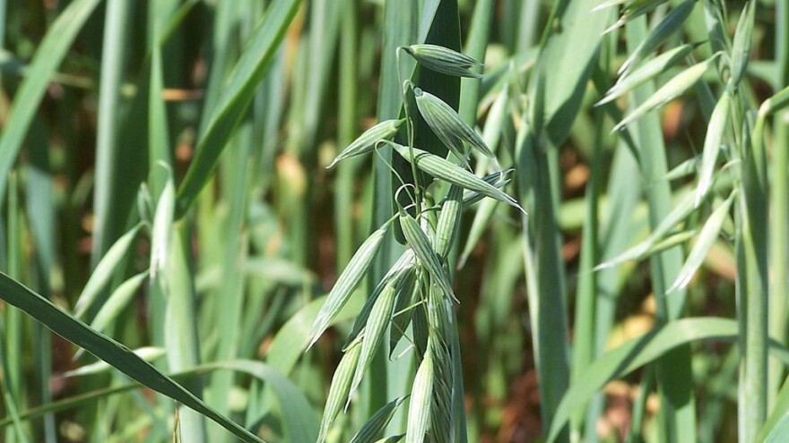 Rana sjetva ovsa preduslov za uspješnu borbu protiv korova