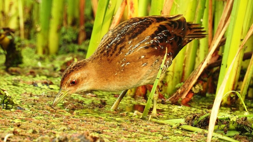 Otkrivene nove vrste ptica u Srbiji: Azijski zlatni vivak i mali barski petlić