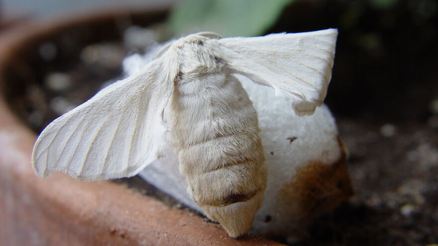 Da li zaboravljeni zanat - gajenje svilene bube treba to i da ostane?