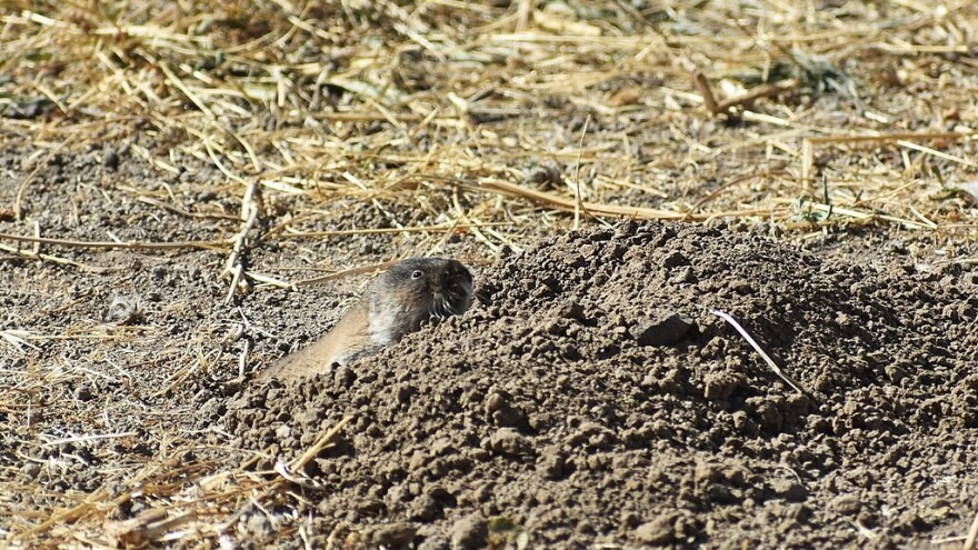 Do vikenda toplo - u lucerištima uočeni glodari