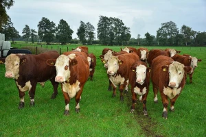 Hereford goveda: Uzgoj, matičenje, subvencije