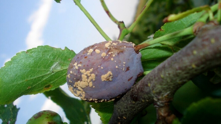 Vremenski uslovi pogoduju truleži ploda šljive - kako postupiti?