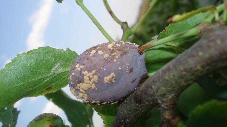 Vremenski uslovi pogoduju truleži ploda šljive - kako postupiti?