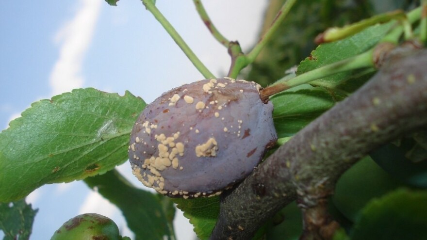 Prethodne padavine uzrokovale trulež plodova, narednih dana toplo