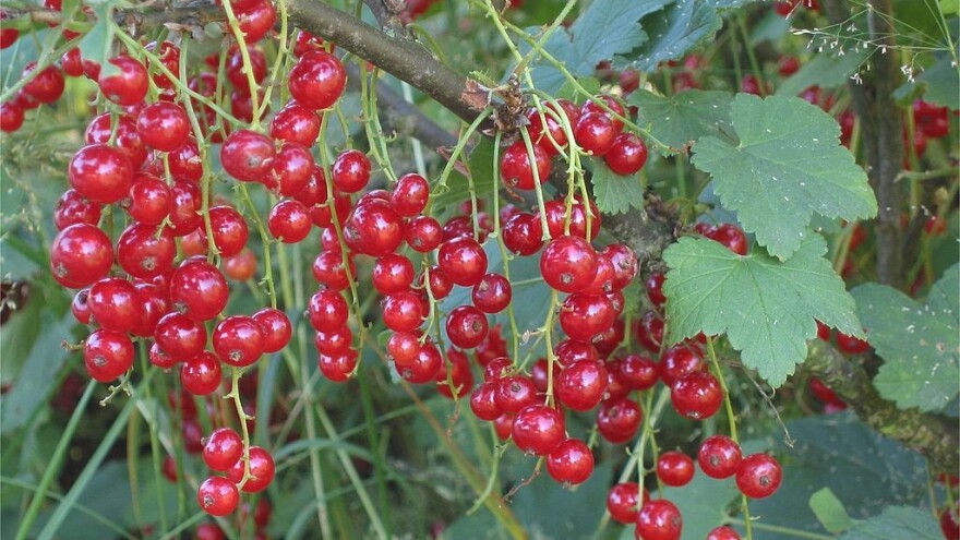 Koji su idealni uslovi za uzgoj ribizle?