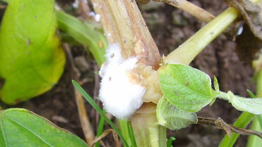 Kako prepoznati belu trulež i smanjiti štete od ove bolesti?