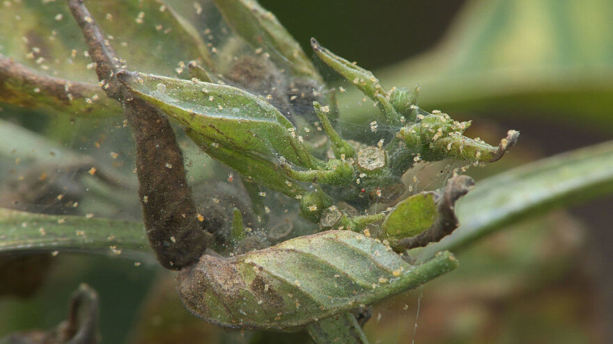 Toplo vreme pogodovalo razvoju običnog paučinara na povrću
