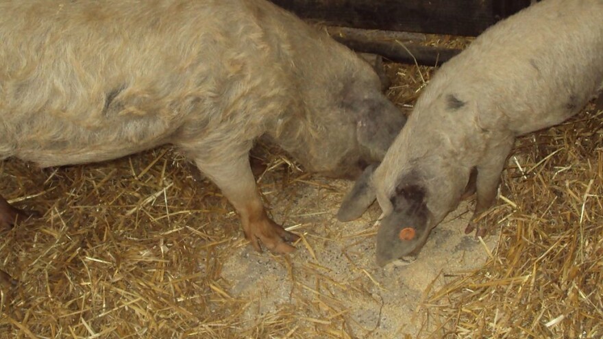 Vrednovanje tradicijskih proizvoda od turopoljske svinje