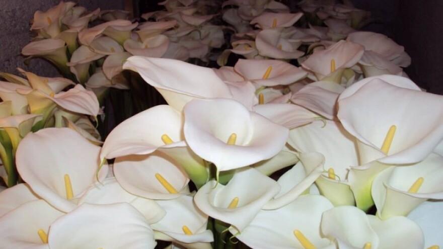 Kale – jednostavne za gajenje, a dobra zarada